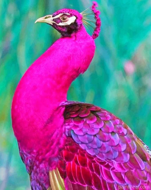 Dark Pink Peacock Painting By Numbers Kits