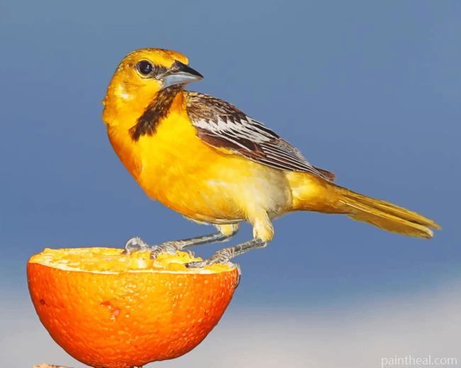 Yellow And Brown Sparrow On Sliced Orange Painting By Numbers Kits