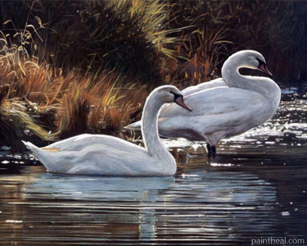 Mute Swans Birds Painting By Numbers Kits
