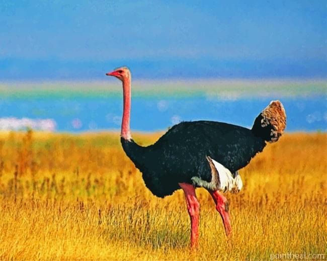 Common Ostrich Painting By Numbers Kits