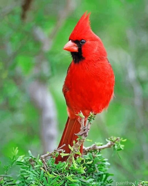 Northern Cardinal Bird Painting By Numbers Kits