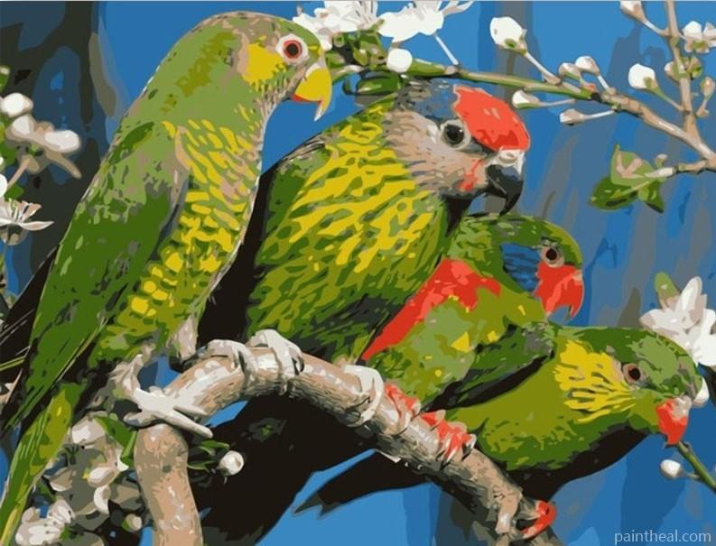 Parrots On Twig Painting By Numbers Kits