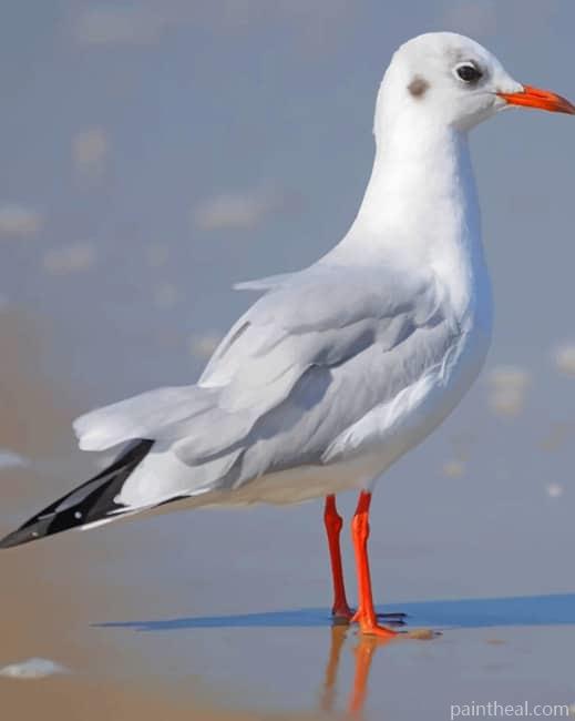 Lesser Black Backed Gull Painting By Numbers Kits