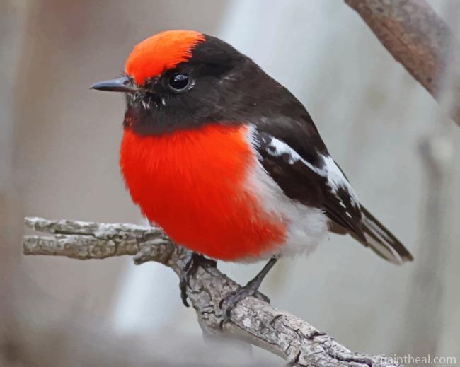 Red Crapped Robin Painting By Numbers Kits