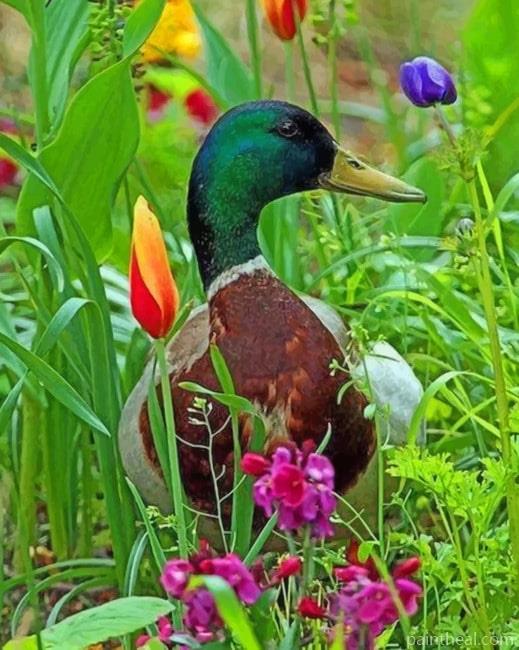 Duck In Grass Painting By Numbers Kits