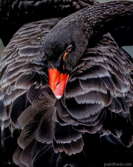 Black Swan Painting By Numbers Kits