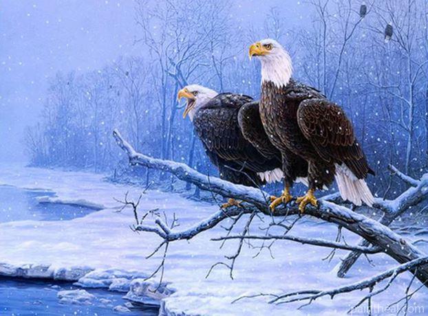 Winter Bald Eagle Painting By Numbers Kits