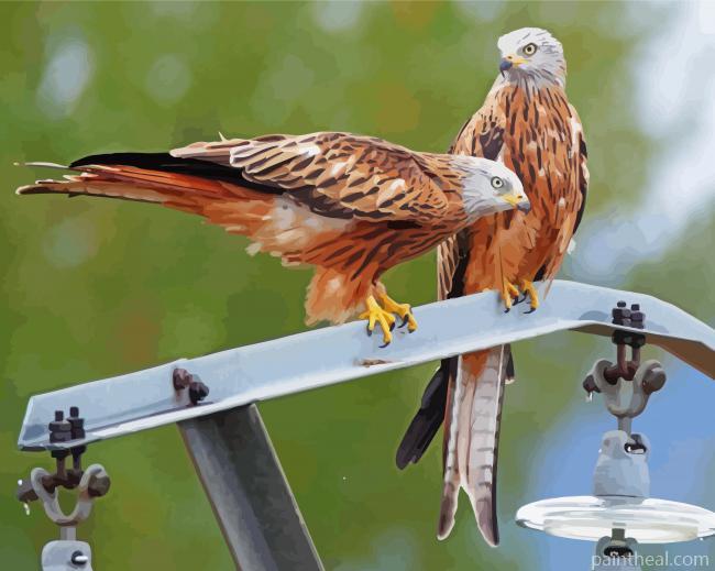 Red Kite Birds Painting By Numbers Kits