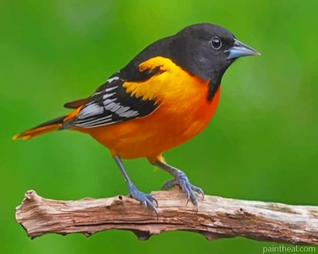 Orange And Black Bird Painting By Numbers Kits