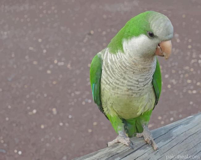 Monk Parakeet Parrot Bird Painting By Numbers Kits