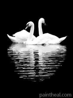 Black White Swans Painting By Numbers Kits