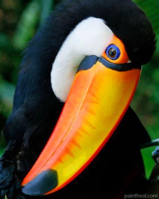 Cute Toco Toucan Painting By Numbers Kits