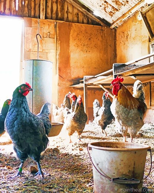 Herd Hen Painting By Numbers Kits