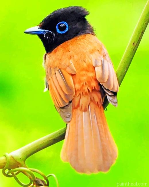 Small Finch Bird Painting By Numbers Kits