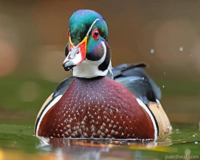 Duck Carolina Bird In Water Painting By Numbers Kits