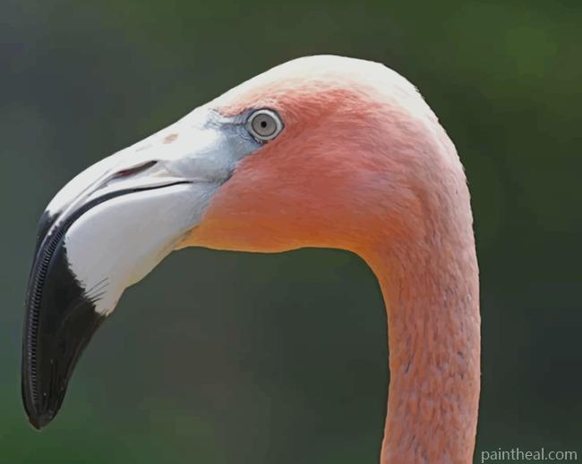 Flamingo With Tropical Color Painting By Numbers Kits