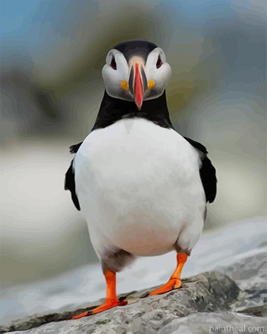 Puffin Bird Painting By Numbers Kits