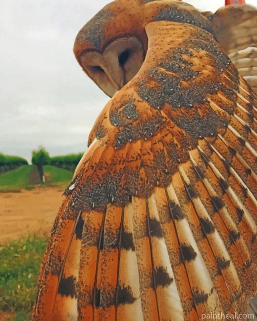 Barn Owl Bird Painting By Numbers Kits