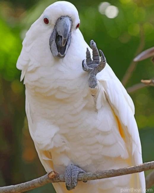 Cockatoo Waving Painting By Numbers Kits
