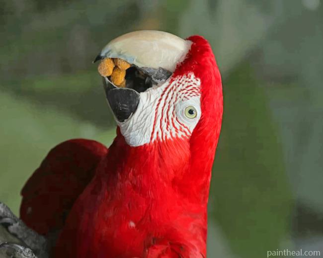 Red Macaw Parrot Bird Painting By Numbers Kits
