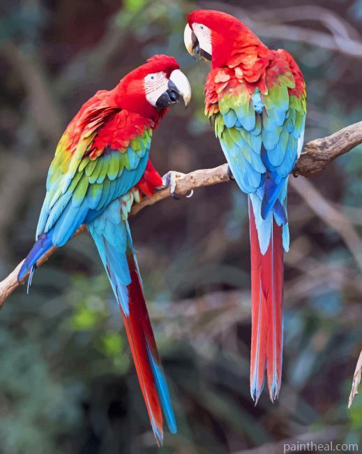 Harlequin Macaw Painting By Numbers Kits