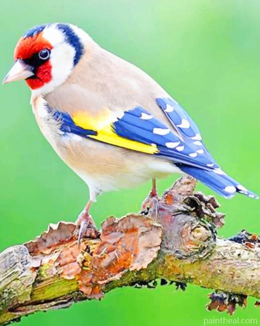 European Goldfinch Painting By Numbers Kits