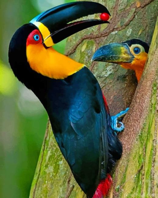 Mommy And Baby Toucan Painting By Numbers Kits
