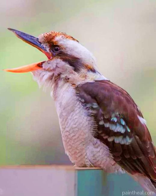 Cute Kookaburra Bird Painting By Numbers Kits