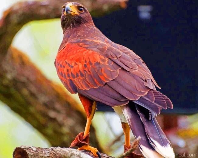 Hawk Predator Bird Species Painting By Numbers Kits