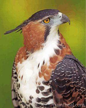 Ornate Hawk Eagle Painting By Numbers Kits