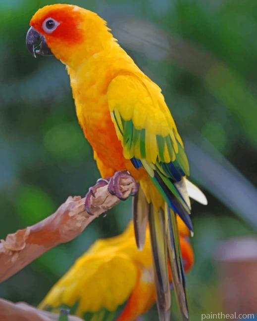 Sulphur Breasted Parakeet Parrot Painting By Numbers Kits