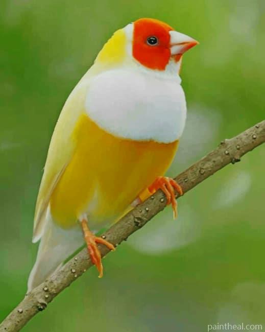 Beautiful Yellow Bird Painting By Numbers Kits