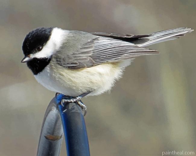 Carolina Chickadee Painting By Numbers Kits