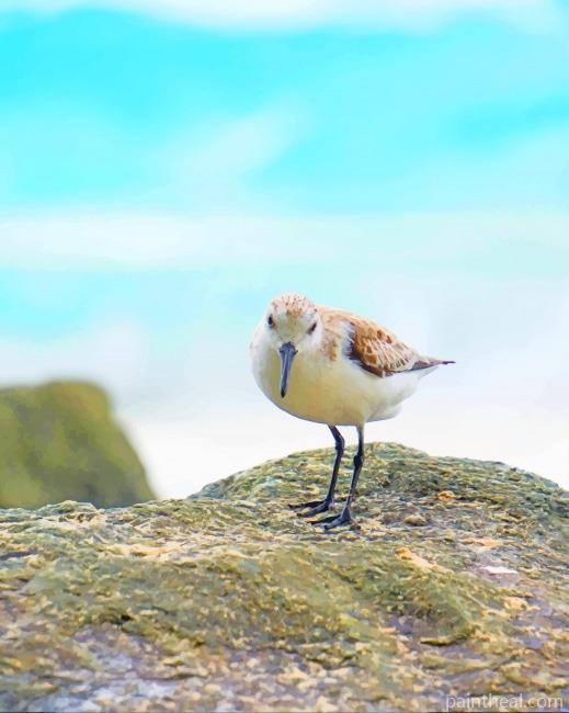 Sandpiper Bird Painting By Numbers Kits