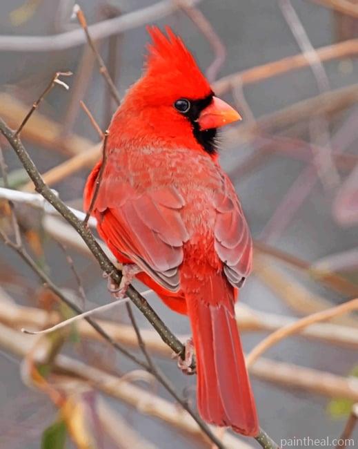 Red Cardinal Bird Painting By Numbers Kits