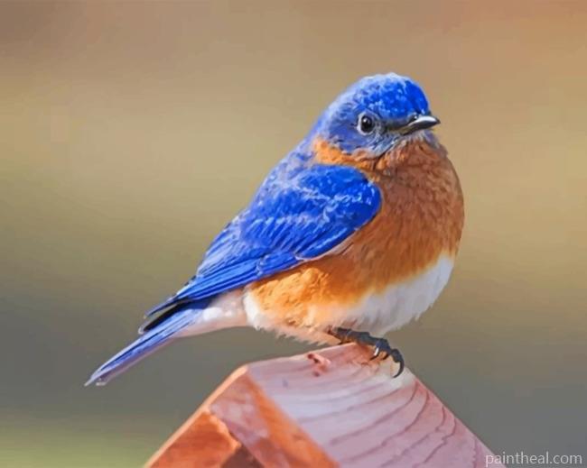 Blue Bird Painting By Numbers Kits