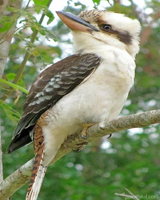 Laughing kookaburra On Branch Painting By Numbers Kits