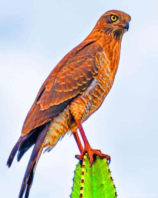 Brown Hawk Predator Bird Painting By Numbers Kits