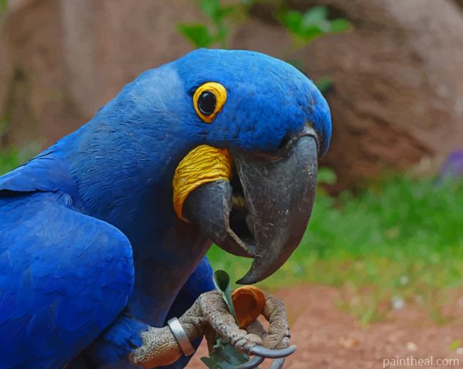 Blue Macaw Parrot Bird Painting By Numbers Kits