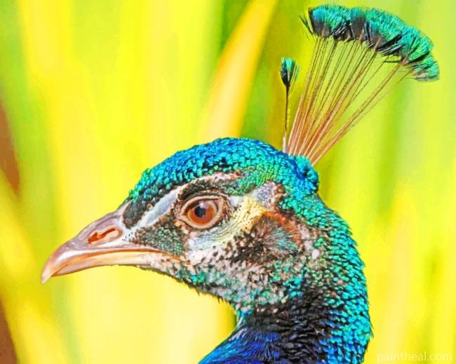 Peacock Bird With Head Feathers Painting By Numbers Kits
