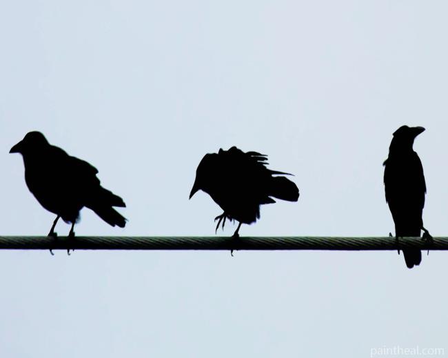 Birds On A Wire Silhouette Painting By Numbers Kits