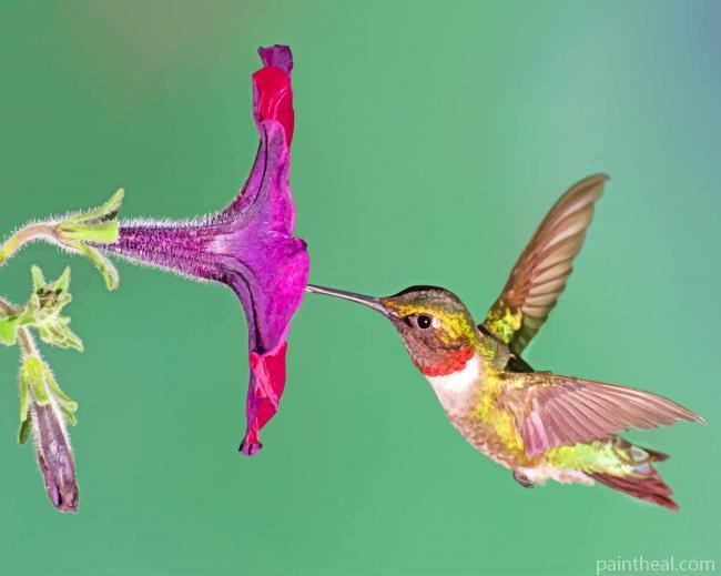 Flying Hummingbird Painting By Numbers Kits