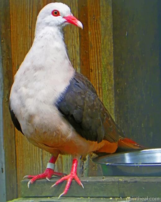 Pink Pigeon Painting By Numbers Kits