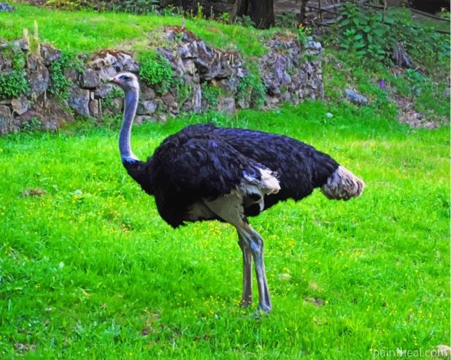 Wild Ostrich Painting By Numbers Kits