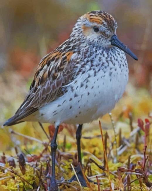 Least Sandpiper Painting By Numbers Kits