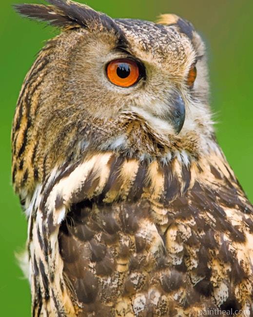 Eurasian Eagle Owl Painting By Numbers Kits
