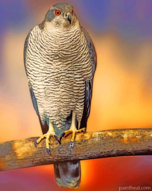Falcon Hawk Species Painting By Numbers Kits