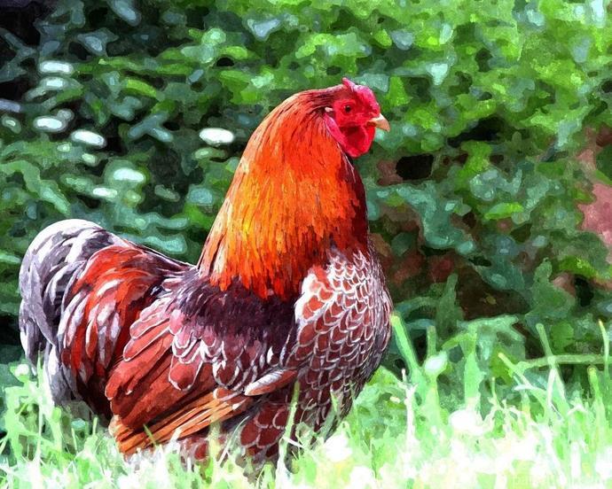 Chicken Bird Painting By Numbers Kits