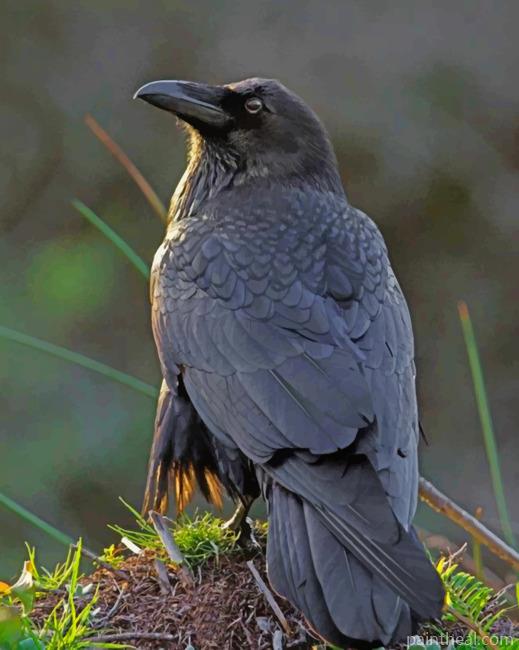 Black Raven Bird Painting By Numbers Kits