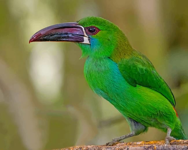 Green Bird Crimson Rumped Painting By Numbers Kits